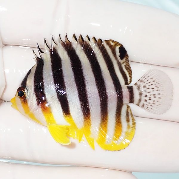 【現物8】シマヤッコ 5cm±! 海水魚 生体 15時までのご注文で当日発送(t1...