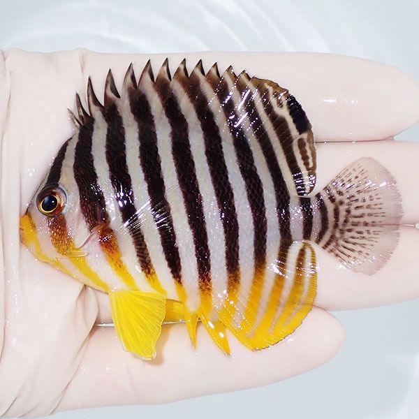 【現物6】シマヤッコ 8cm±! 海水魚 生体 15時までのご注文で当日発送(t1...