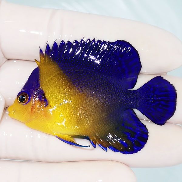 【現物1】スミレヤッコ 6cm±! 海水魚 ヤッコ 15時までのご注文で当日発...