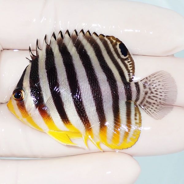 【現物7】シマヤッコ 5.5cm±! 海水魚 生体 15時までのご注文で当日発送(...