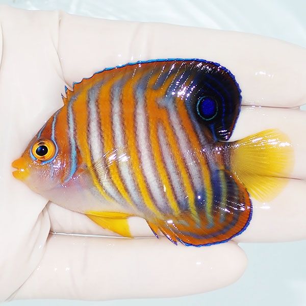 【現物1】ニシキヤッコ 7cm±!海水魚 ヤッコ15時までのご注文で当日発送(...