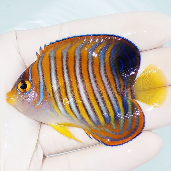 【現物2】ニシキヤッコ 7cm±!海水魚 ヤッコ15時までのご注文で当日発送(...