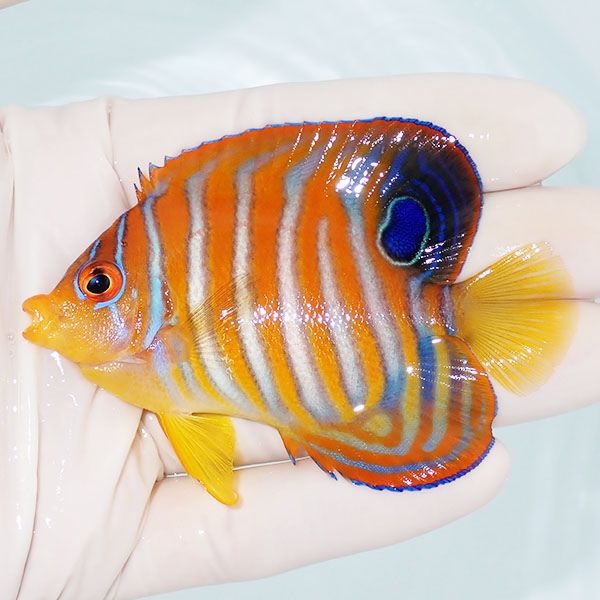 【現物3】ニシキヤッコ 8cm±!海水魚 ヤッコ15時までのご注文で当日発送(...