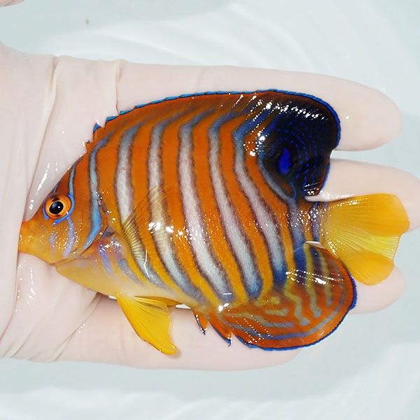 【現物4】ニシキヤッコ 9.5cm±!海水魚 ヤッコ15時までのご注文で当日発...