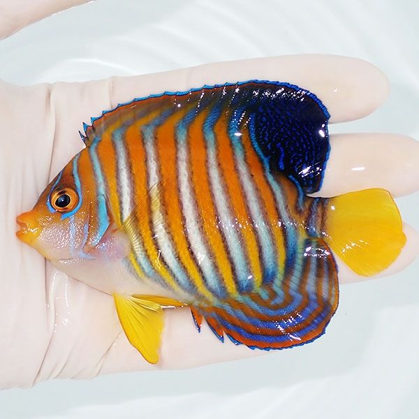 【現物5】ニシキヤッコ 10cm±!海水魚 ヤッコ15時までのご注文で当日発送...