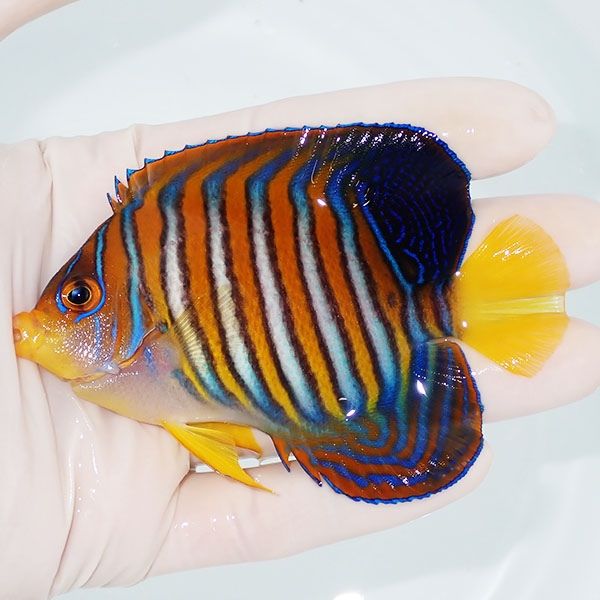 【現物6】ニシキヤッコ 9cm±!海水魚 ヤッコ15時までのご注文で当日発送(...