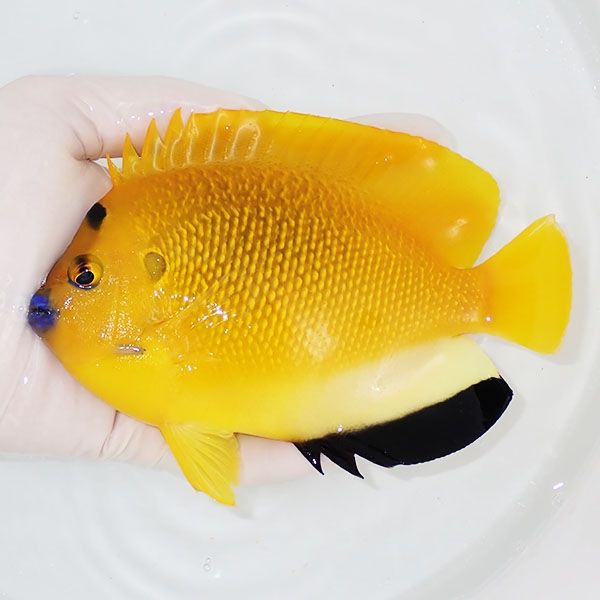 【現物1】シテンヤッコ 15cm±!海水魚 ヤッコ 15時までのご注文で当日発...