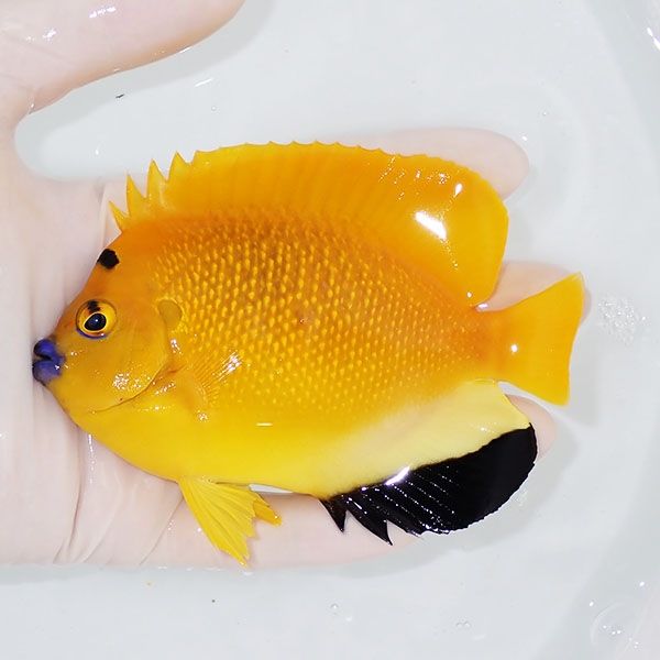 【現物2】シテンヤッコ 12cm±!海水魚 ヤッコ 15時までのご注文で当日発...