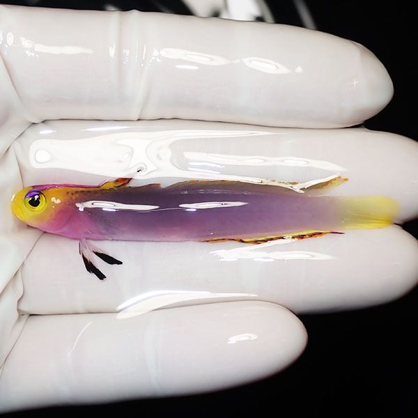 【現物】背びれ欠け パープルファイアーゴビー 7cm±! 海水魚 ハゼ 15時...