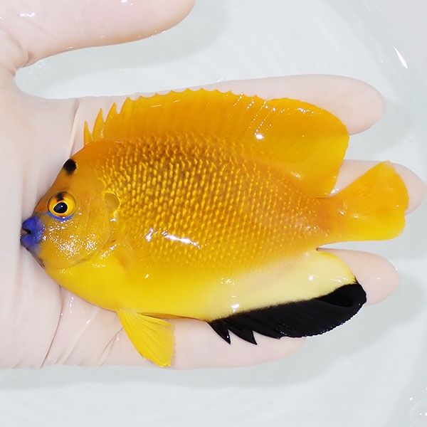 【現物3】シテンヤッコ 11.5cm±!海水魚 ヤッコ 15時までのご注文で当日...