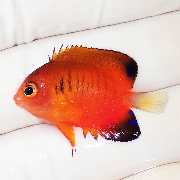 【現物1】ダイダイヤッコ 3.2cm±!海水魚 ヤッコ 15時までのご注文で当日...