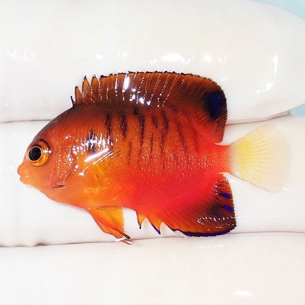 【現物2】ダイダイヤッコ 3.5cm±!海水魚 ヤッコ 15時までのご注文で当日...