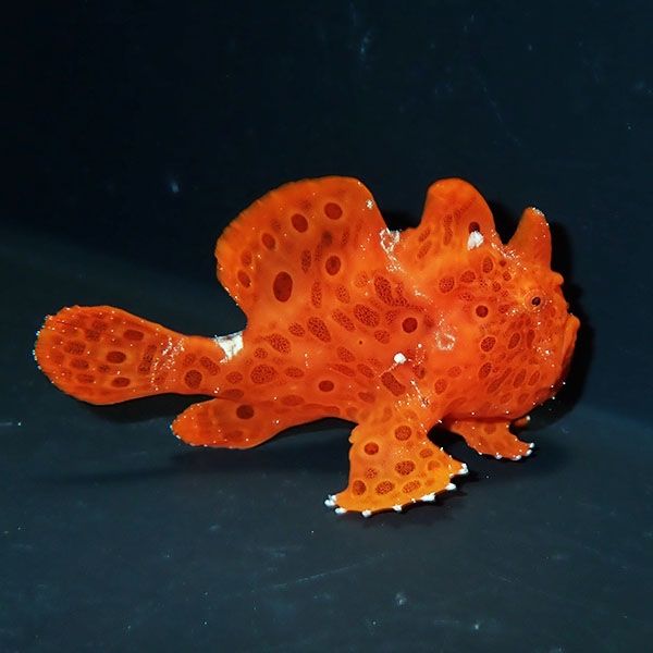 【現物1】イロカエルアンコウ 4.7cm! 海水魚 アンコウ 15時までのご注文...