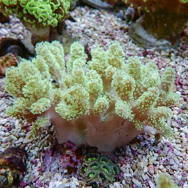 【サンゴ現物1】トサカ.sp 12-10cm 沖縄産!15時までのご注文で当日発送 ...