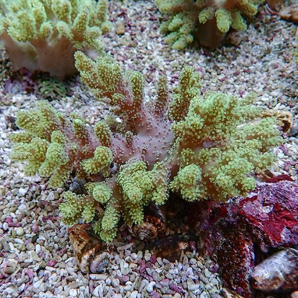 【サンゴ現物3】トサカ.sp 15-13cm 沖縄産!15時までのご注文で当日発送 ...