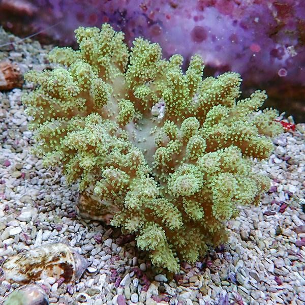 【サンゴ現物4】トサカ.sp 15-13cm 沖縄産!15時までのご注文で当日発送 ...