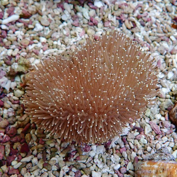【サンゴ現物13】ウミキノコ 8-8cm!15時までのご注文で当日発送 【サン...