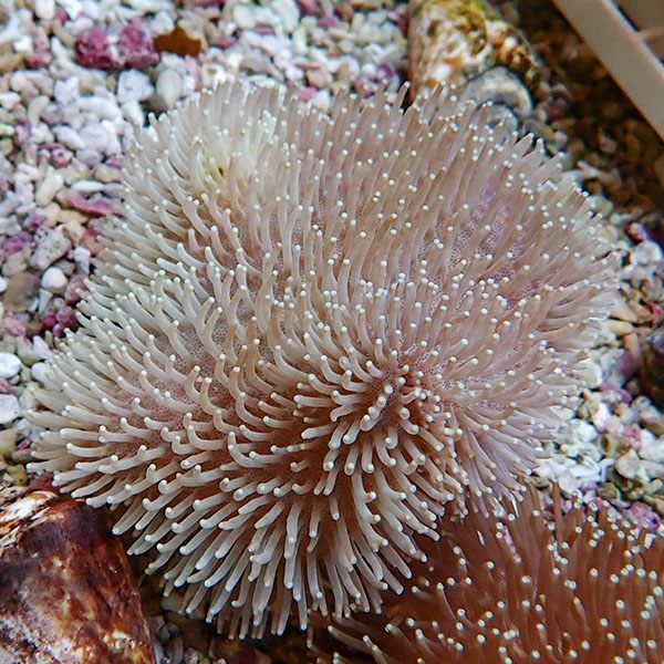【サンゴ現物14】ウミキノコ 9-9cm!15時までのご注文で当日発送 【サン...