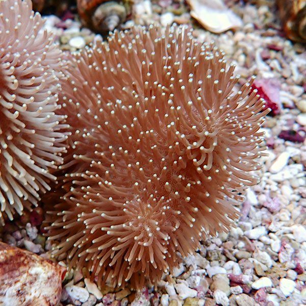【サンゴ現物15】ウミキノコ 8-8cm!15時までのご注文で当日発送 【サン...