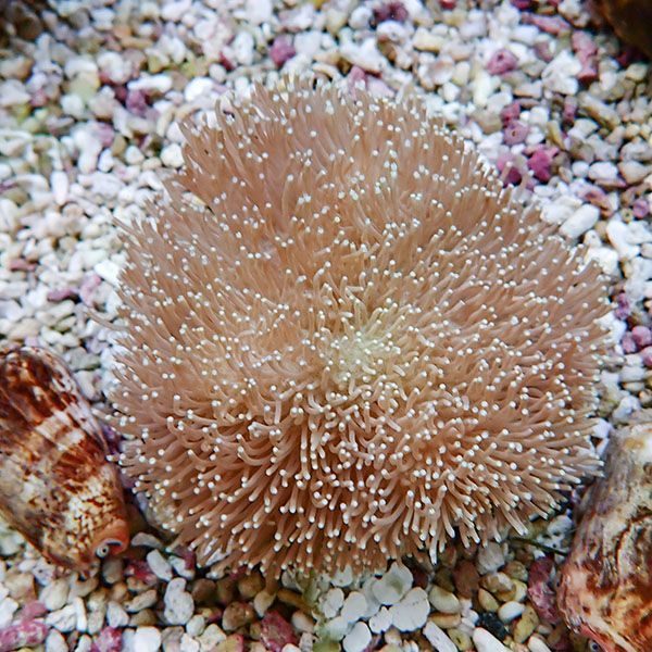 【サンゴ現物16】ウミキノコ 8-7cm!15時までのご注文で当日発送 【サン...