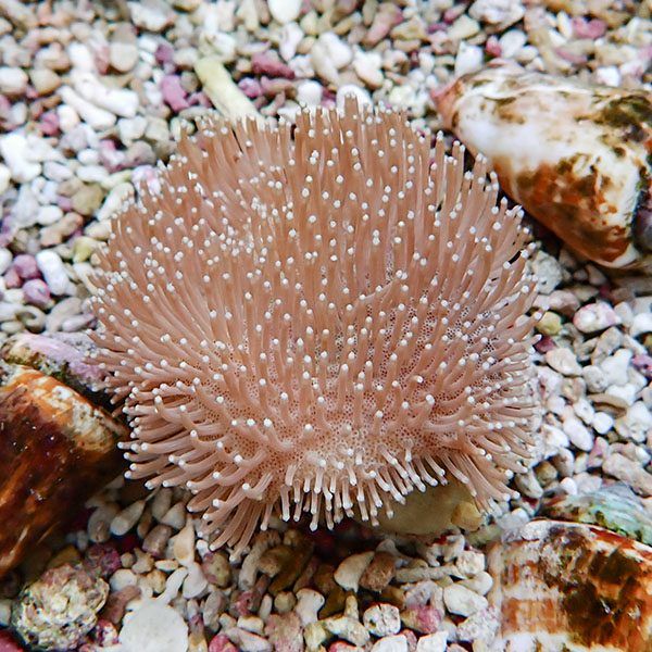 【サンゴ現物17】ウミキノコ 6-6cm!15時までのご注文で当日発送 【サン...
