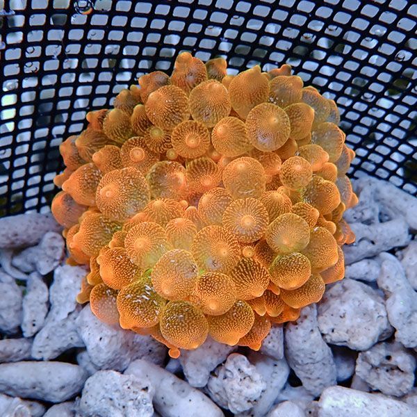 【現物1】サンゴイソギンチャク オレンジ 8-10cm±15時までのご注文で当...