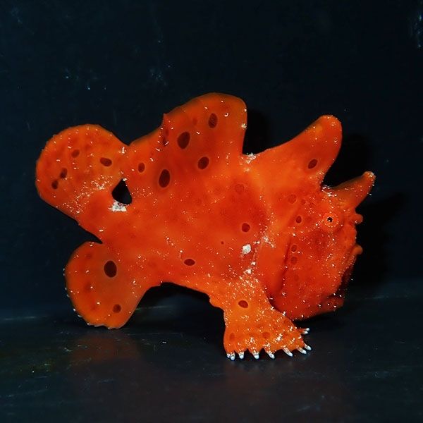 【現物3】イロカエルアンコウ 6cm! 海水魚 アンコウ 15時までのご注文で...