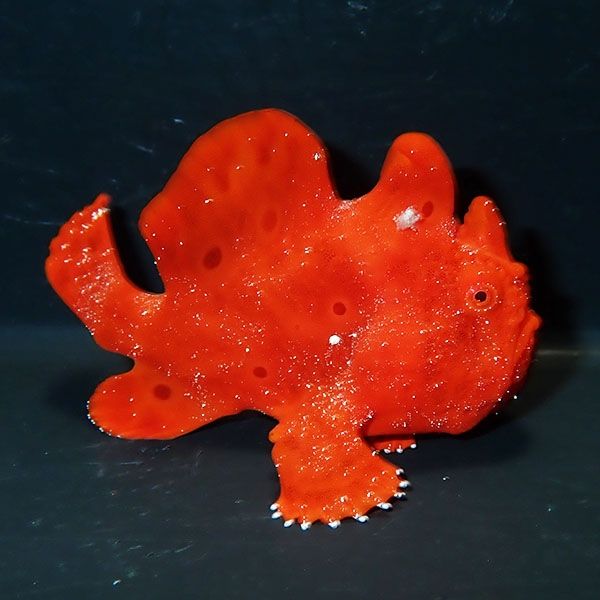 【現物4】イロカエルアンコウ 5cm! 海水魚 アンコウ 15時までのご注文で...