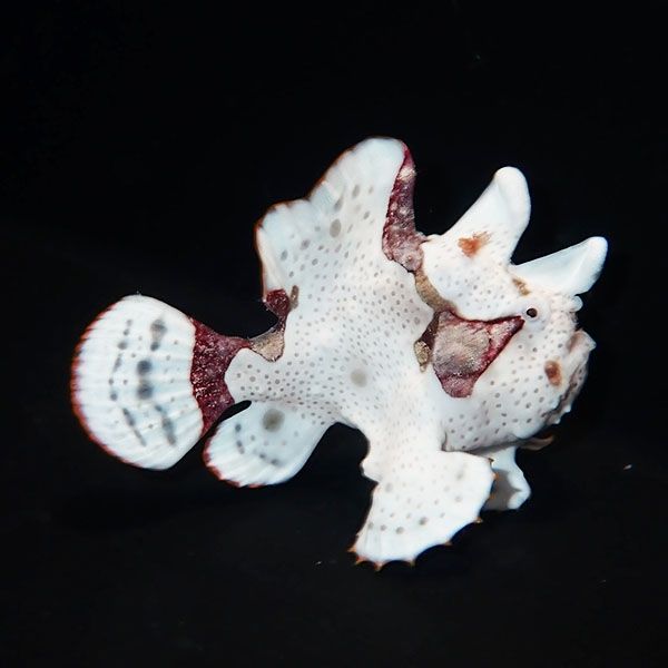 【現物5】クマドリカエルアンコウ 6cm! 海水魚 アンコウ 15時までのご注...