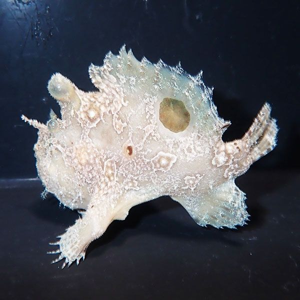 【現物12】カエルアンコウ 7.5cm±! 海水魚 カエルアンコウ 15時までのご...