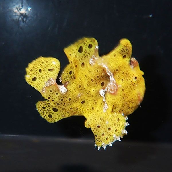 【現物11】イロカエルアンコウ 7cm! 海水魚 アンコウ 15時までのご注文...