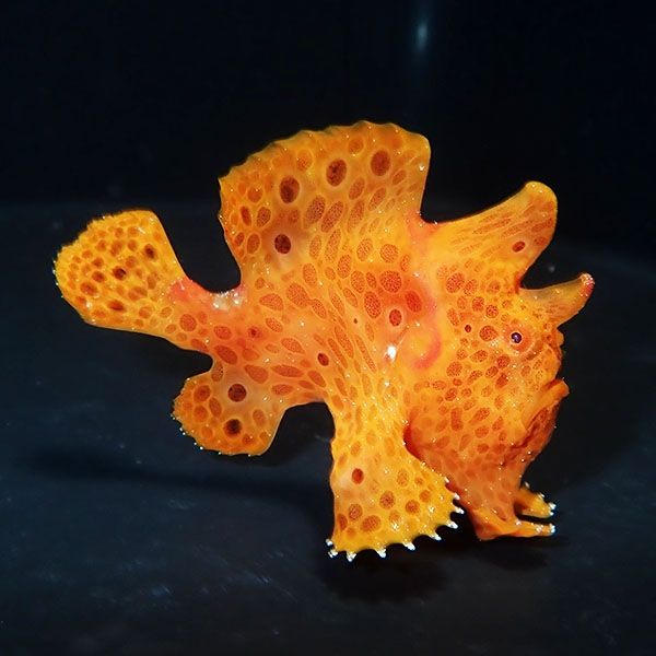 【現物10】イロカエルアンコウ 6.5cm! 海水魚 アンコウ 15時までのご注...