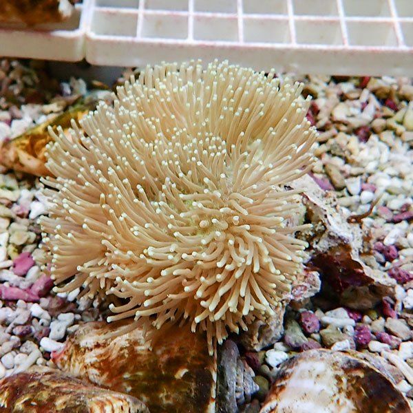 【サンゴ現物18】ウミキノコ 6-7cm!15時までのご注文で当日発送 【サン...