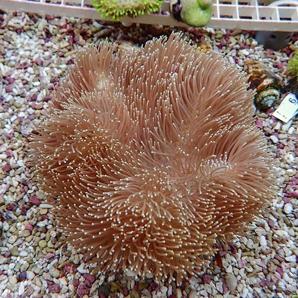 【サンゴ現物19】ウミキノコ 13-14cm!15時までのご注文で当日発送 【サ...