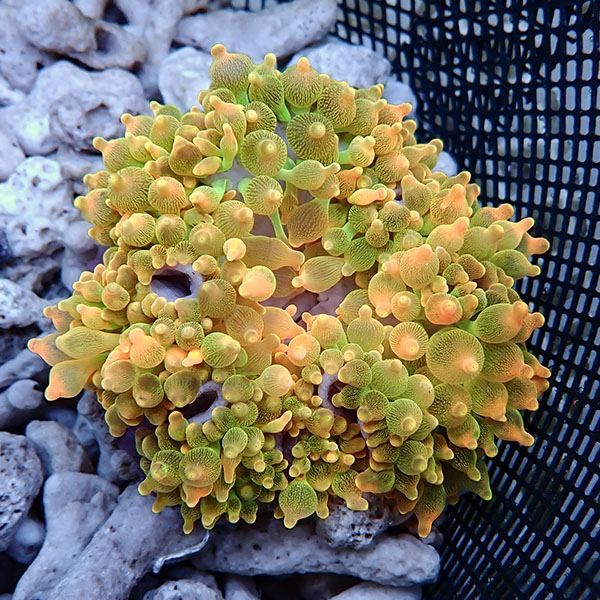 【現物2】サンゴイソギンチャク オレンジ 10-12cm±!15時までのご注文で...