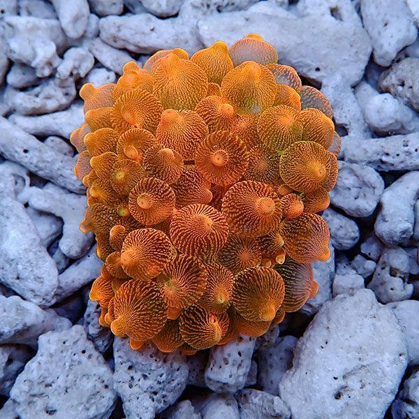 【現物3】サンゴイソギンチャク オレンジ 8-10cm±!15時までのご注文で当...