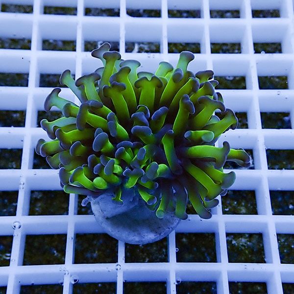 【サンゴ現物1】ナガレハナサンゴ フラグ!15時までのご注文で当日発送 ...