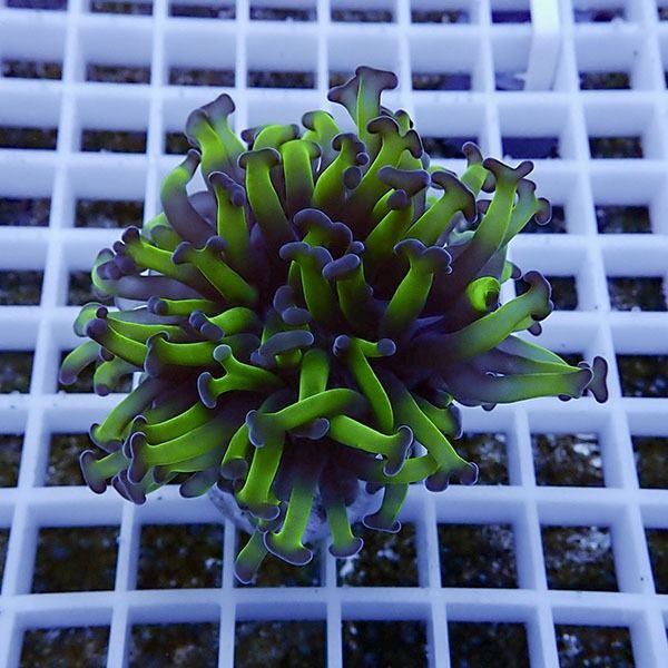 【サンゴ現物4】ナガレハナサンゴ フラグ!15時までのご注文で当日発送 ...