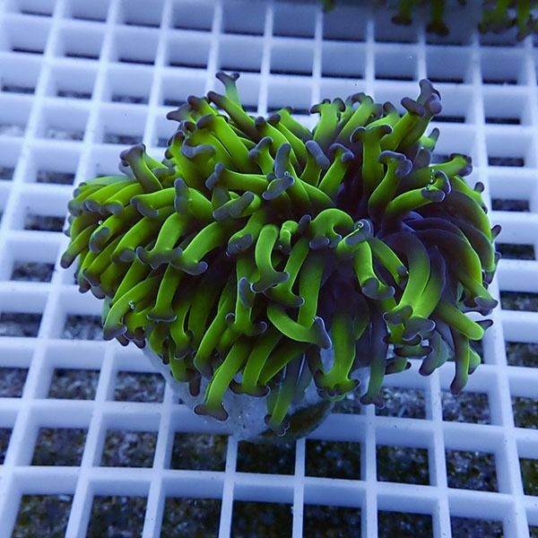 【サンゴ現物2】ナガレハナサンゴ!15時までのご注文で当日発送 【サンゴ...