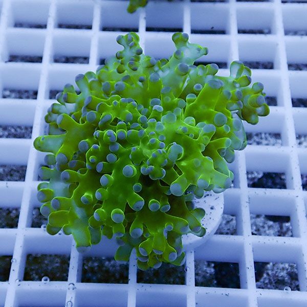 【サンゴ現物14】タコアシサンゴ フラグ!15時までのご注文で当日発送 【...