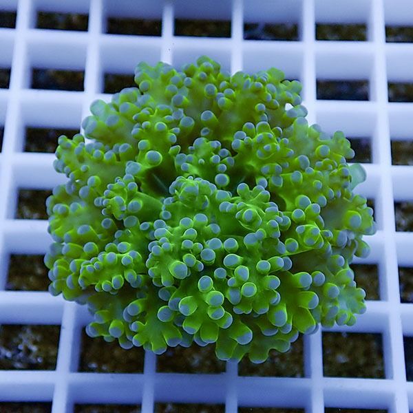 【サンゴ現物1】タコアシサンゴ フラグ!15時までのご注文で当日発送 【...