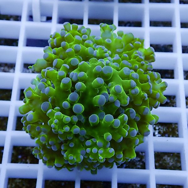 【サンゴ現物2】タコアシサンゴ フラグ !15時までのご注文で当日発送 【...