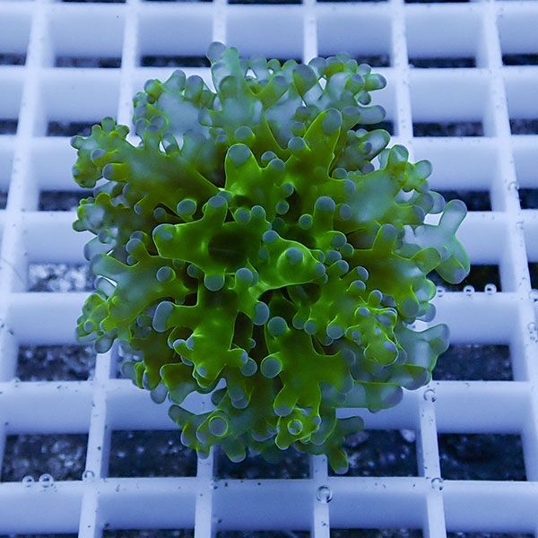 【サンゴ現物19】タコアシサンゴ フラグ!15時までのご注文で当日発送 【...