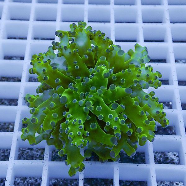 【サンゴ現物15】タコアシサンゴ フラグ!15時までのご注文で当日発送 【...