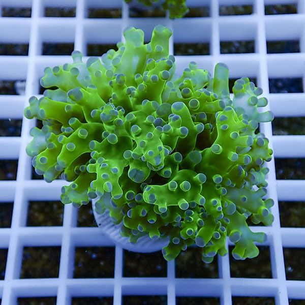 【サンゴ現物11】タコアシサンゴ フラグ!15時までのご注文で当日発送 【...