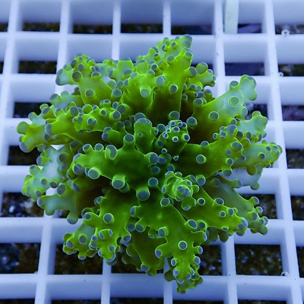 【サンゴ現物12】タコアシサンゴ フラグ!15時までのご注文で当日発送 【...