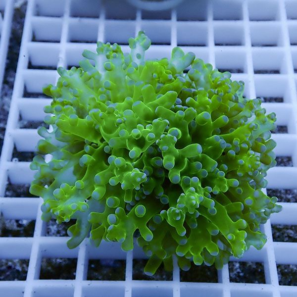 【サンゴ現物4】タコアシサンゴ フラグ!15時までのご注文で当日発送 【...