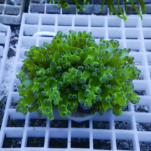 【サンゴ現物5】タコアシサンゴ フラグ!15時までのご注文で当日発送 【...