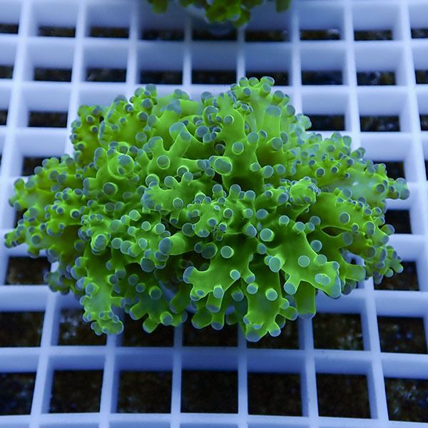 【サンゴ現物6】タコアシサンゴ フラグ!15時までのご注文で当日発送 【...