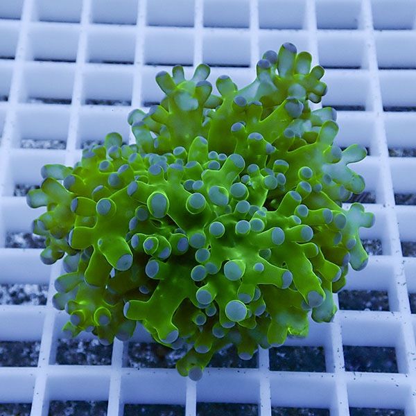 【サンゴ現物10】タコアシサンゴ フラグ!15時までのご注文で当日発送 【...